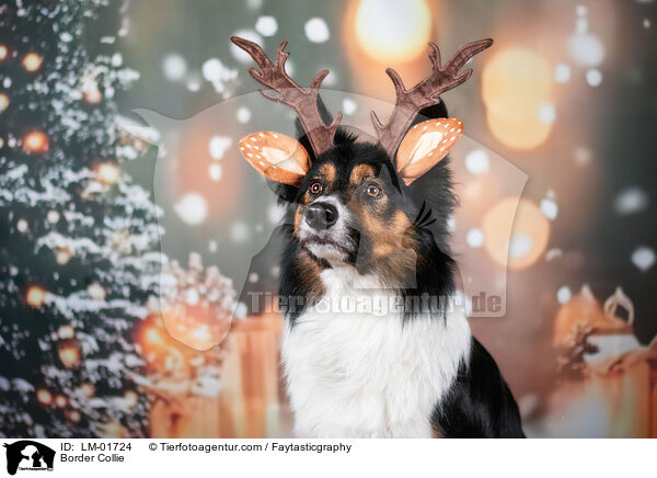 Border Collie / Border Collie / LM-01724