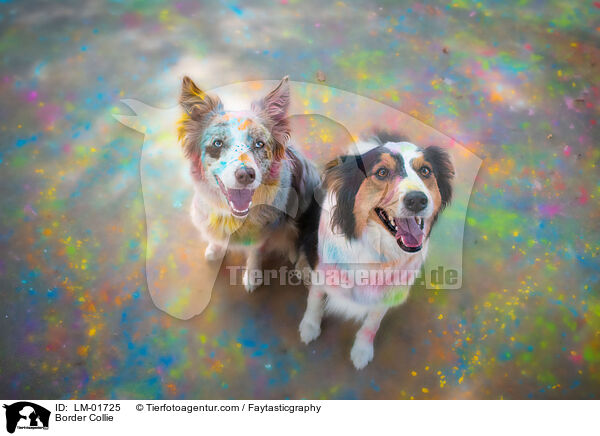 Border Collie / Border Collie / LM-01725