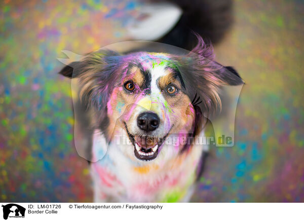 Border Collie / Border Collie / LM-01726