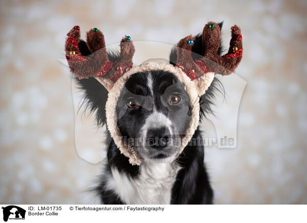 Border Collie / LM-01735