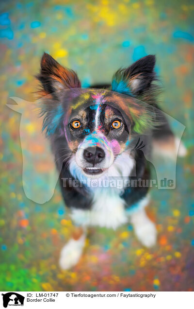 Border Collie / Border Collie / LM-01747