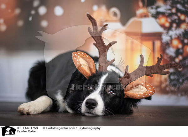 Border Collie / Border Collie / LM-01753