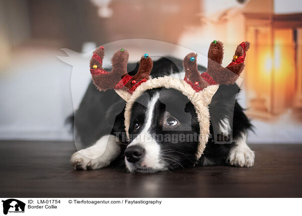 Border Collie / LM-01754
