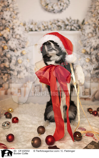 Border Collie / Border Collie / CF-02502