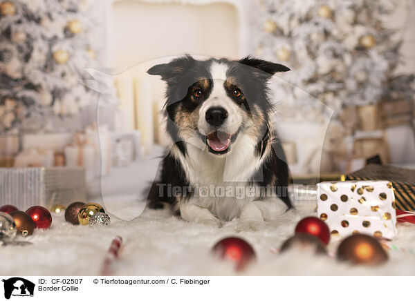 Border Collie / Border Collie / CF-02507