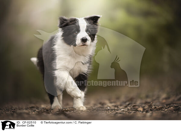 Border Collie / Border Collie / CF-02510