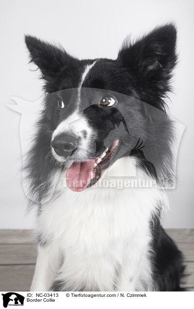Border Collie / Border Collie / NC-03413