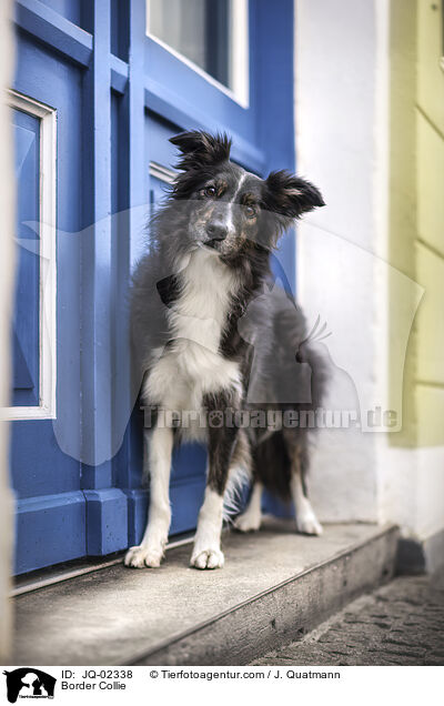 Border Collie / Border Collie / JQ-02338