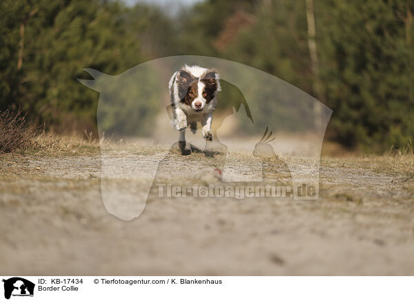 Border Collie / KB-17434