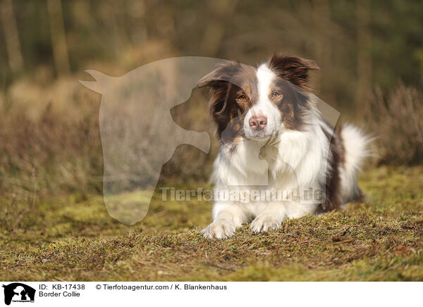 Border Collie / Border Collie / KB-17438