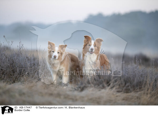 Border Collie / Border Collie / KB-17447
