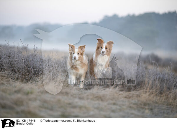 Border Collie / Border Collie / KB-17448