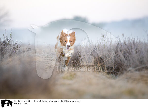Border Collie / Border Collie / KB-17458