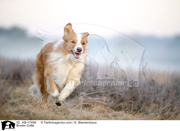 Border Collie / Border Collie / KB-17466