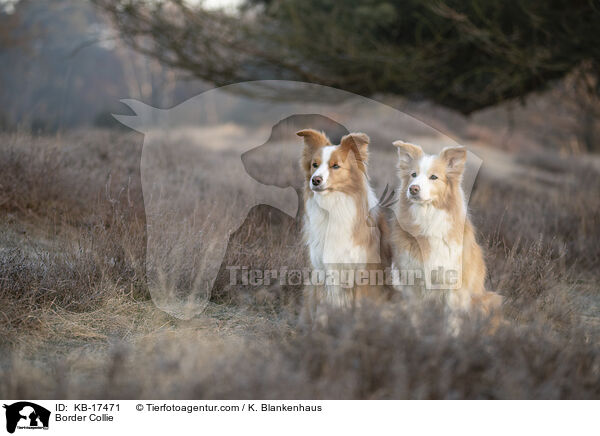 Border Collie / KB-17471