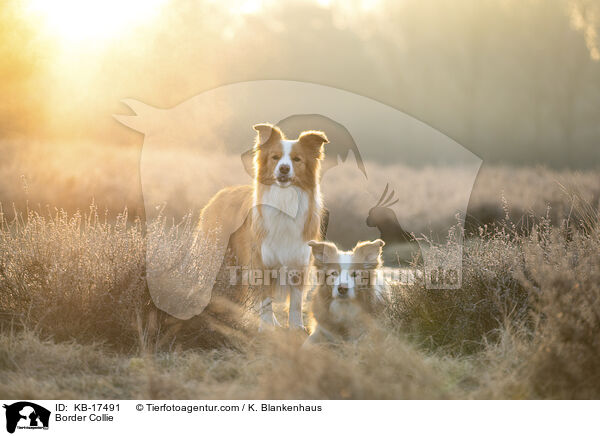 Border Collie / KB-17491