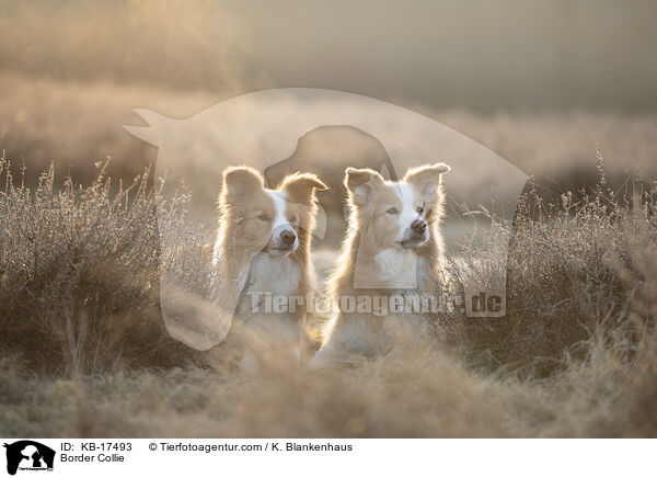 Border Collie / KB-17493