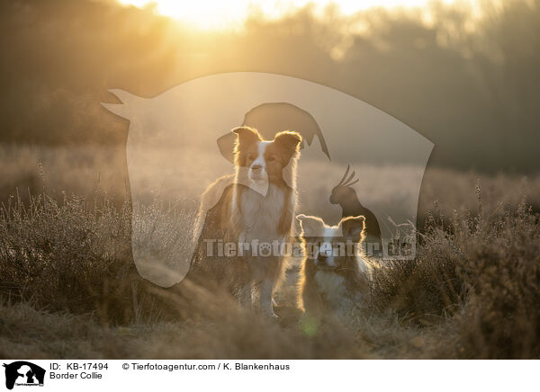 Border Collie / KB-17494