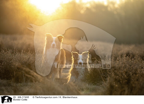 Border Collie / Border Collie / KB-17495