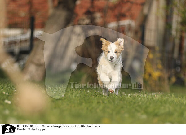 Border Collie Welpe / Border Collie Puppy / KB-18035