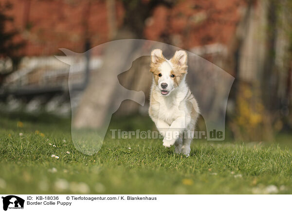 Border Collie Welpe / Border Collie Puppy / KB-18036