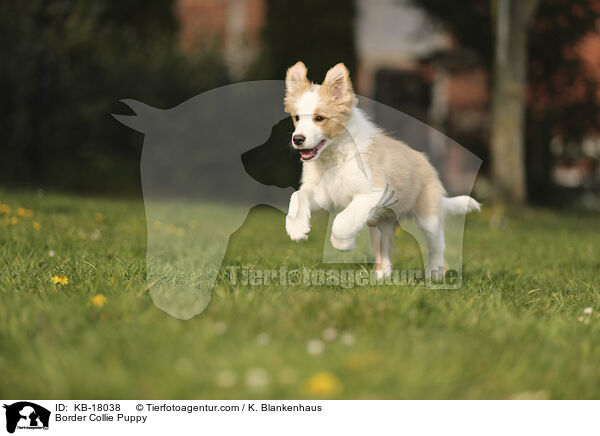 Border Collie Welpe / Border Collie Puppy / KB-18038