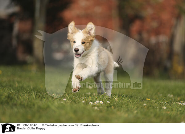 Border Collie Welpe / Border Collie Puppy / KB-18040