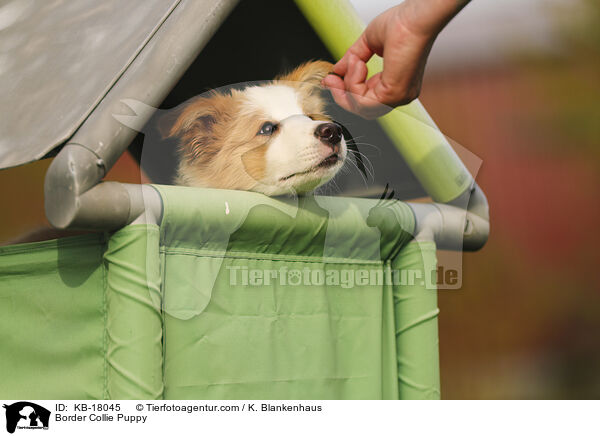 Border Collie Welpe / Border Collie Puppy / KB-18045