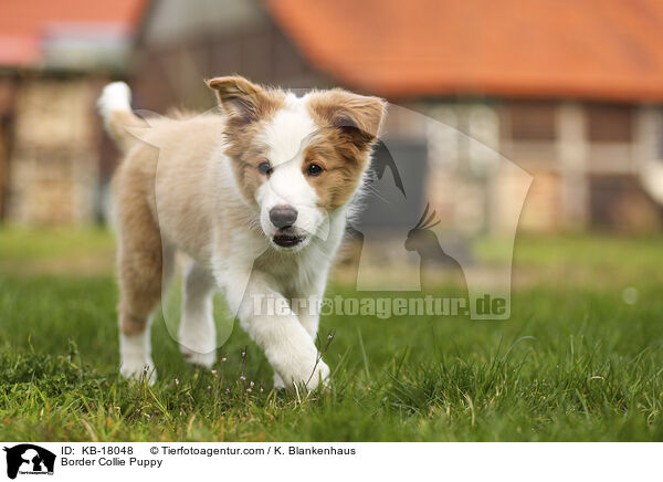 Border Collie Welpe / Border Collie Puppy / KB-18048