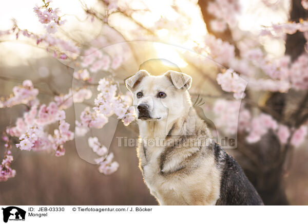 Mischling / Mongrel / JEB-03330