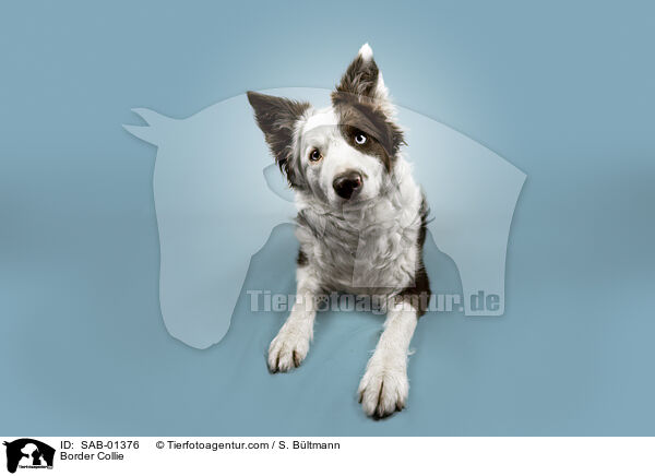 Border Collie / SAB-01376