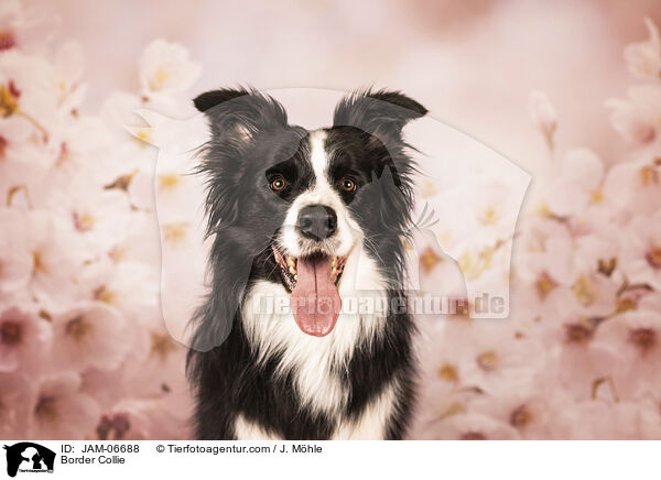 Border Collie / Border Collie / JAM-06688