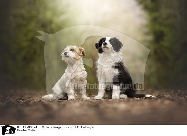 Border Collie / Border Collie / CF-03324