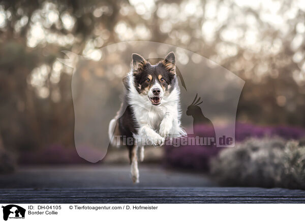 Border Collie / Border Collie / DH-04105