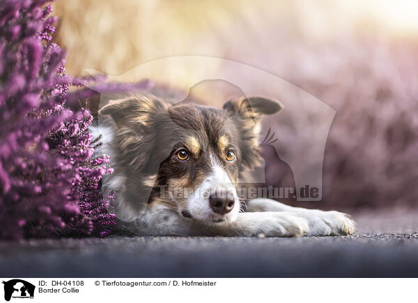 Border Collie / Border Collie / DH-04108