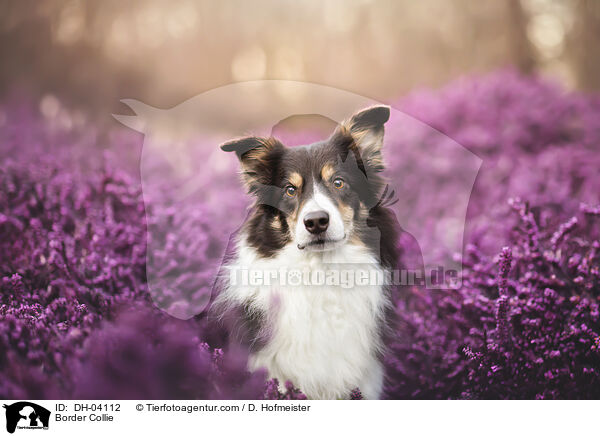Border Collie / Border Collie / DH-04112