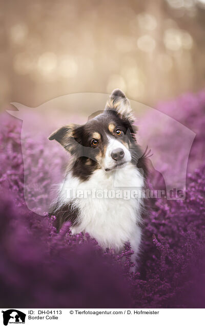 Border Collie / Border Collie / DH-04113