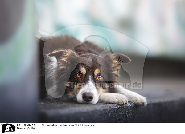 Border Collie / Border Collie / DH-04115
