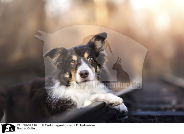 Border Collie / Border Collie / DH-04116