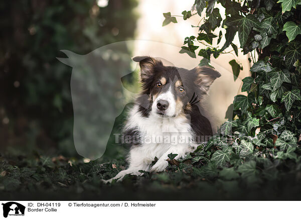 Border Collie / Border Collie / DH-04119