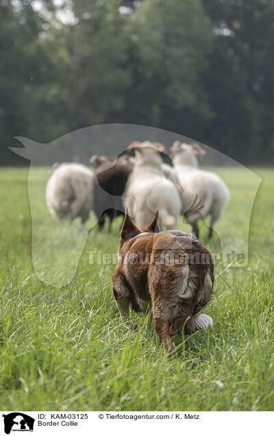 Border Collie / KAM-03125