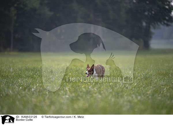 Border Collie / Border Collie / KAM-03126