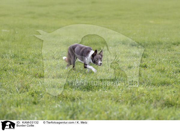 Border Collie / Border Collie / KAM-03132
