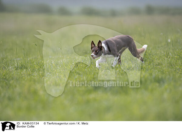 Border Collie / Border Collie / KAM-03134