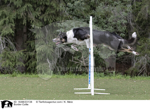 Border Collie / Border Collie / KAM-03138