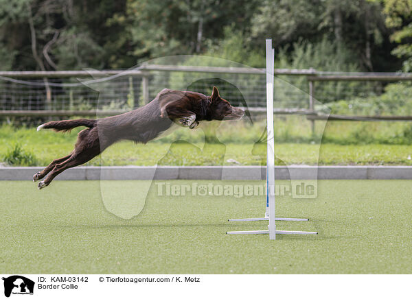 Border Collie / Border Collie / KAM-03142