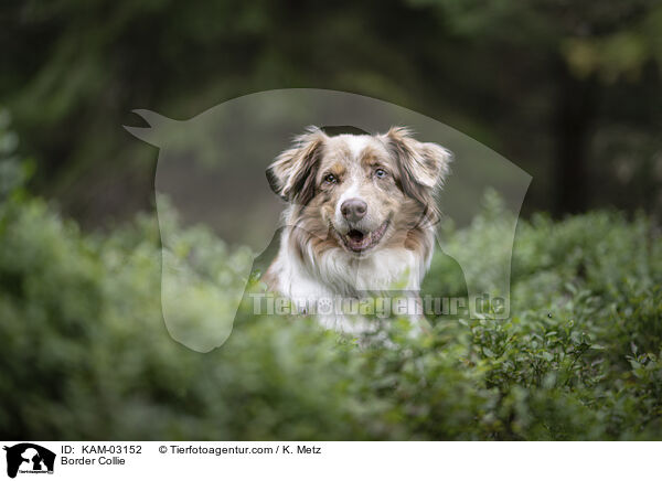 Border Collie / KAM-03152