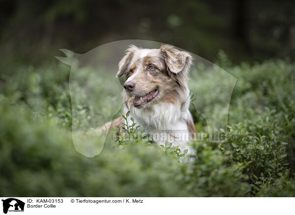 Border Collie / Border Collie / KAM-03153