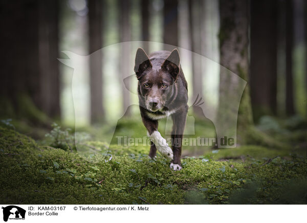 Border Collie / Border Collie / KAM-03167