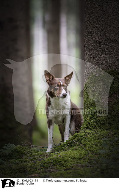 Border Collie / Border Collie / KAM-03174